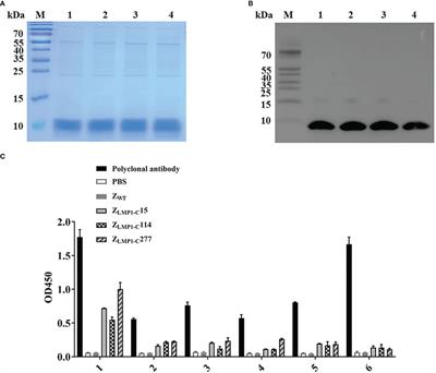 EBV LMP1-C terminal binding affibody molecule downregulates MEK/ERK/p90RSK pathway and inhibits the proliferation of nasopharyngeal carcinoma cells in mouse tumor xenograft models